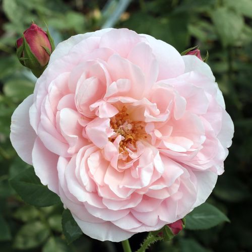 E-commerce, vendita, rose, in, vaso rose nostalgiche - rosa - Rosa Sonia Rykiel™ - rosa intensamente profumata - Dominique Massad - ,-
